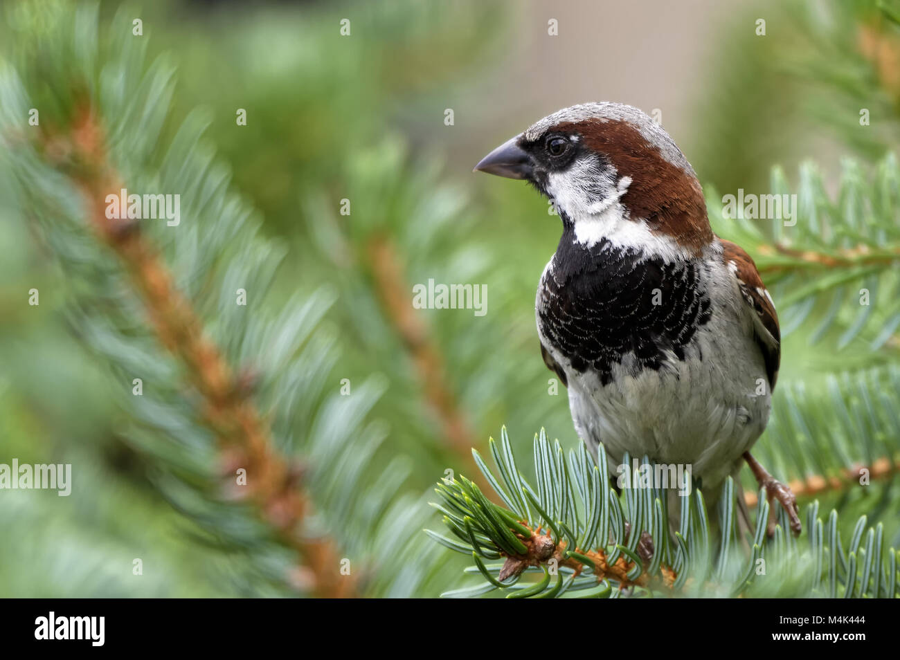 House Sparrow male Stock Photo - Alamy