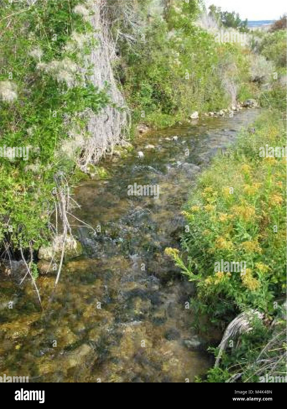 Assessment of aquatic macroinvertebrates in USFS - BLM Lands of the Crooked and Sage Creek Watersheds (electronic resource) (2009) (20328167976) Stock Photo