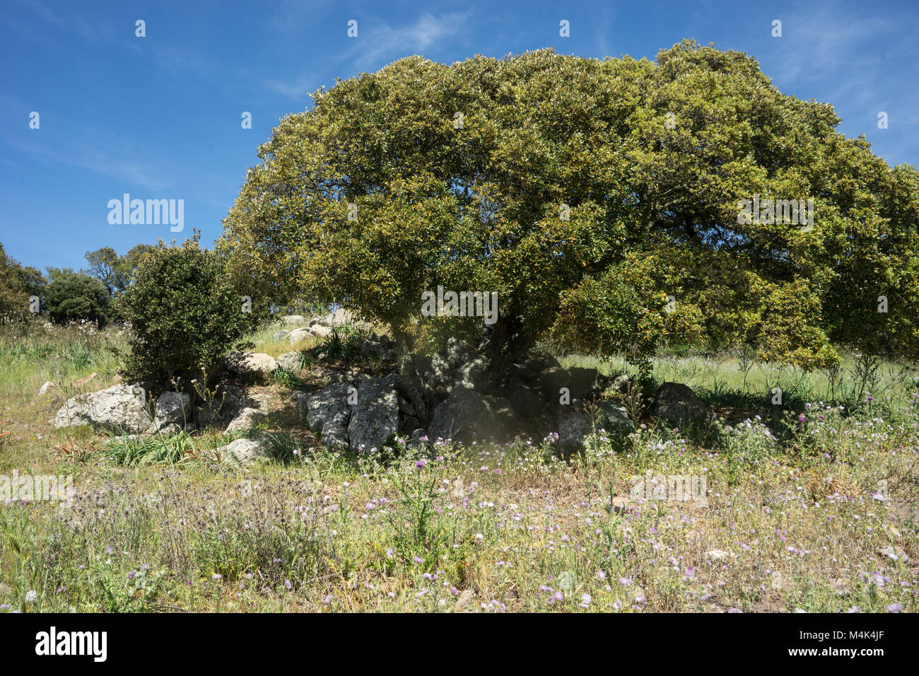 Cork Oak In Sardegna Stock Photo Alamy