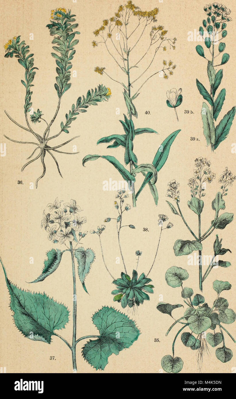 The 'Atlante Botanico' is an 1886 botanical atlas featuring 85 hand ...