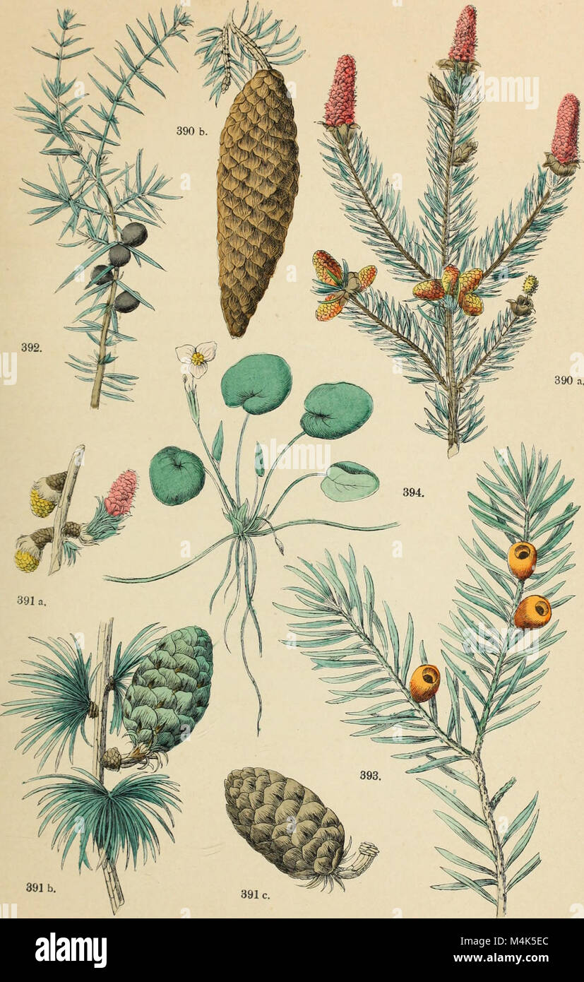 Illustrated botanical atlas plates hi-res stock photography and images ...