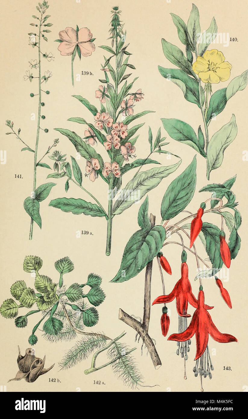 *Atlante Botanico* (1886) is a botanical atlas based on the natural ...