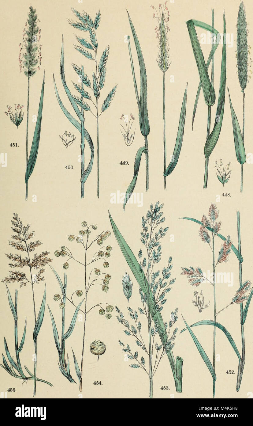The 1886 'Atlante Botanico' is an illustrated botanical atlas based on ...