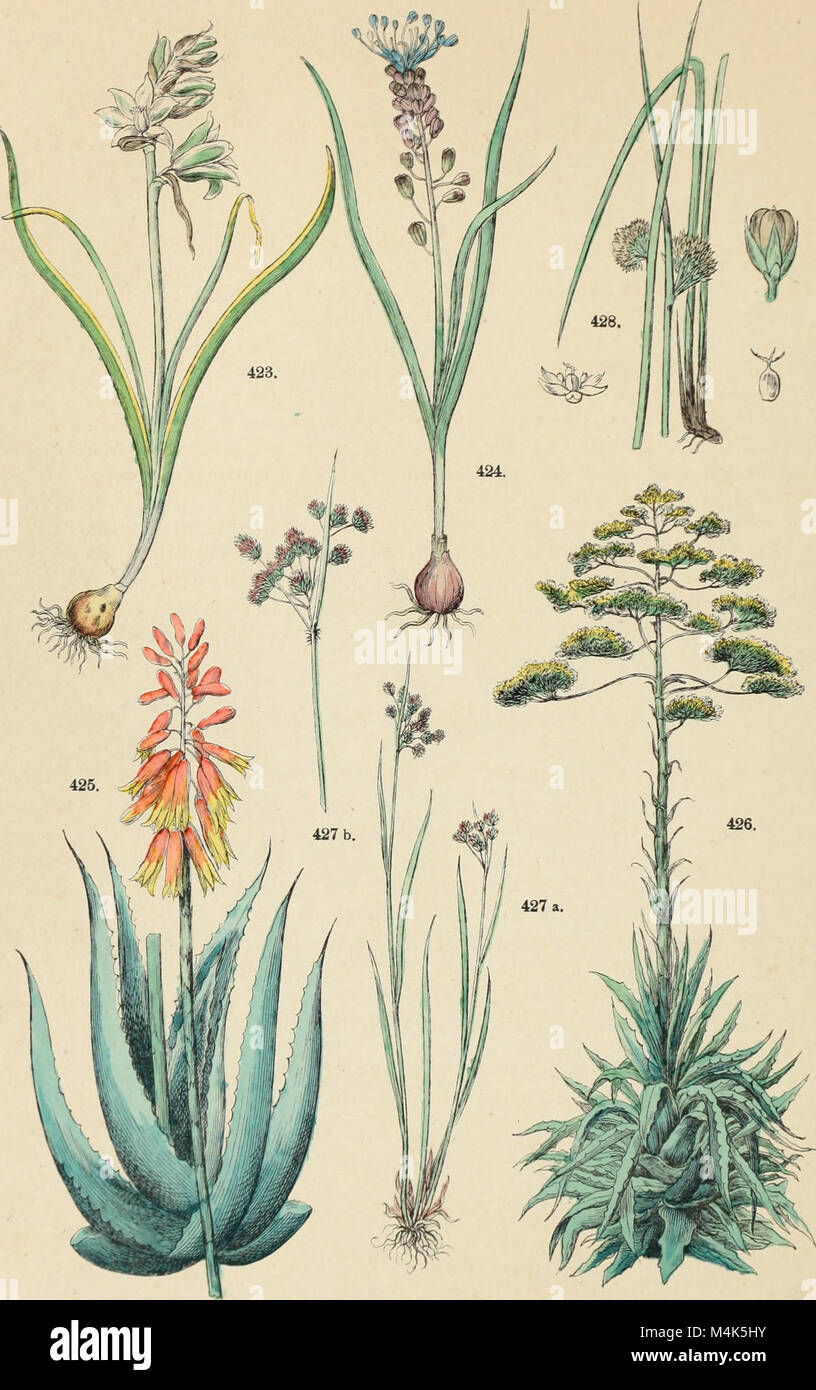 Atlante botanico; secondo il sistema naturale di De Candolle; 85 tavole miniate con testo esplicativo ridotto a dizione italiana da Giovanni Briosi (1886) (20349726781) Stock Photo