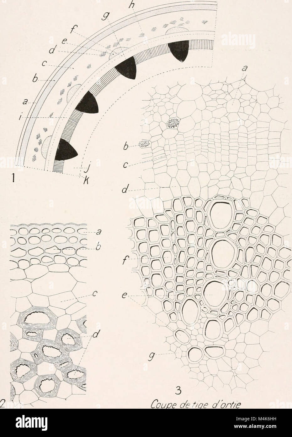 Atlas de botanique microscopique - manuel de travaux pratiques (1908 ...