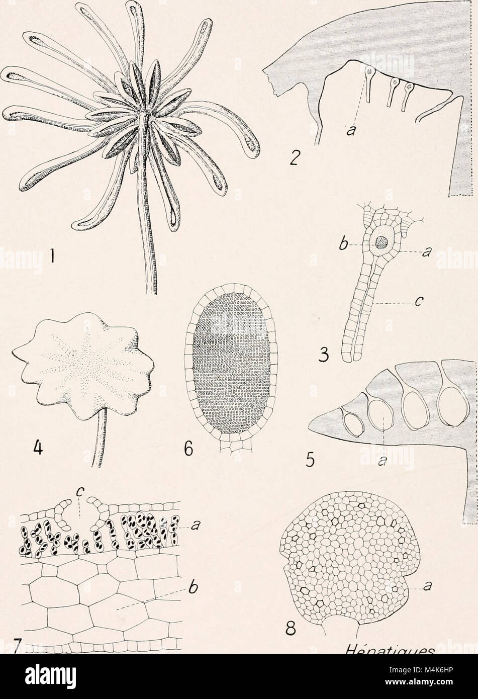Atlas de botanique microscopique - manuel de travaux pratiques (1908 ...