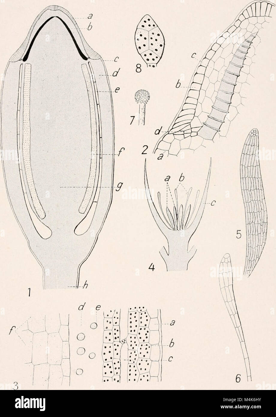 Atlas de botanique microscopique - manuel de travaux pratiques (1908 ...