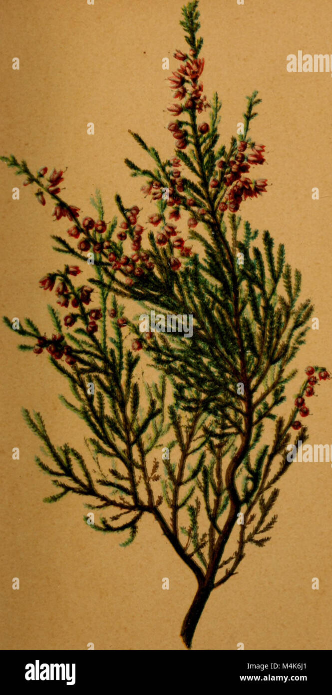 Atlas de la flora alpine (1899) (19720859344) Stock Photo