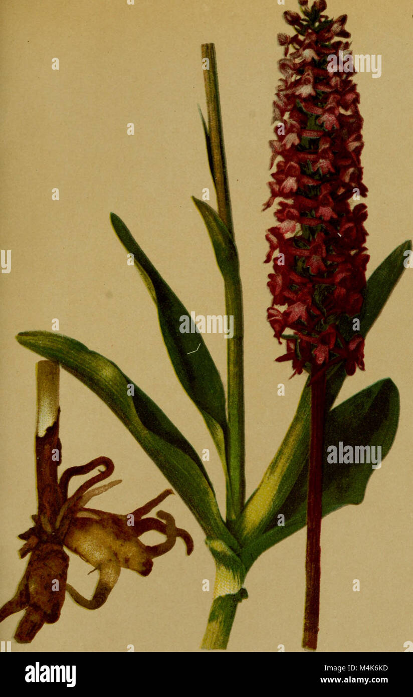 Atlas de la flora alpine (1899) (20155529110) Stock Photo