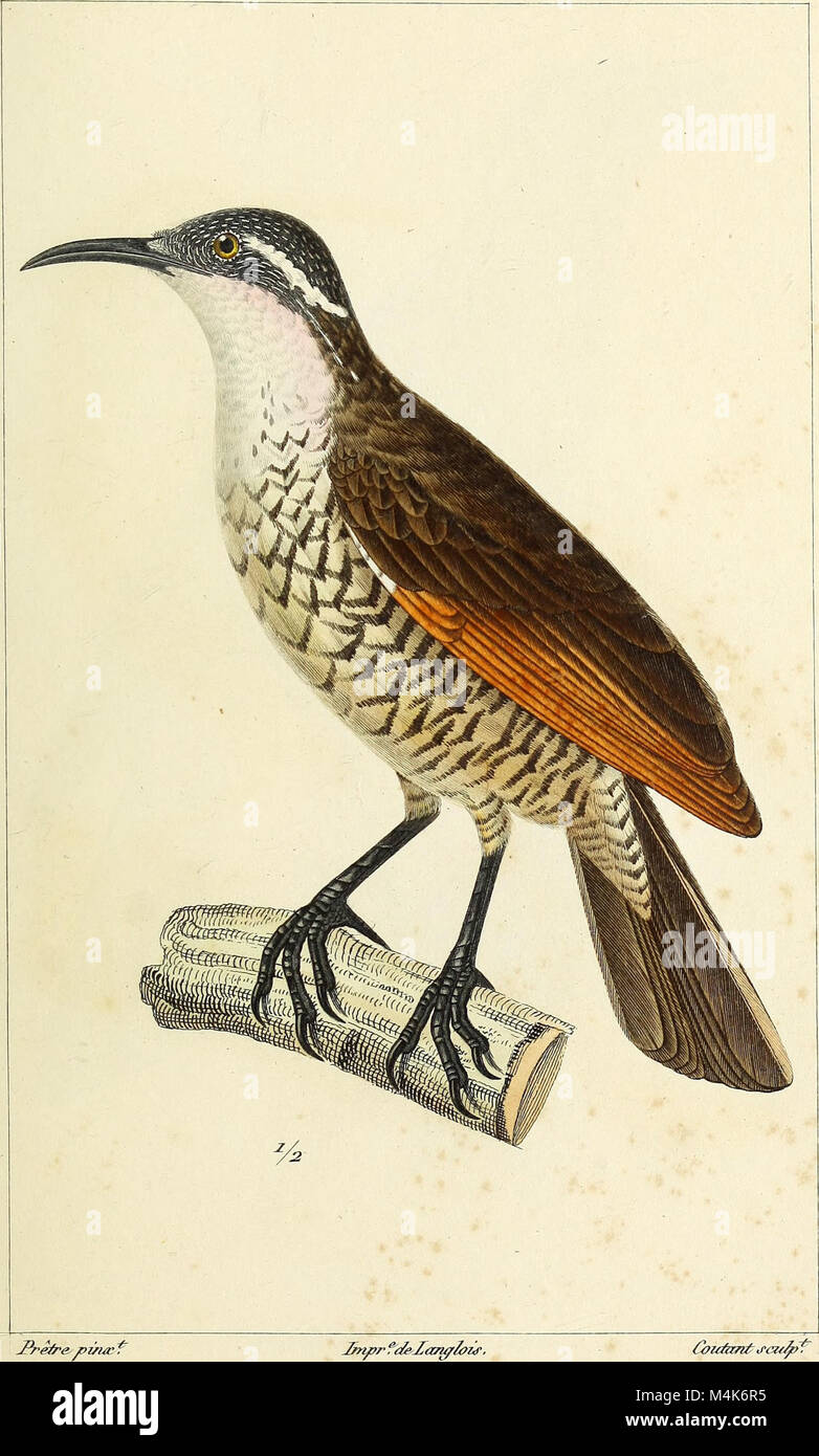 An 1844 atlas of zoology featuring illustrations of newly discovered or ...