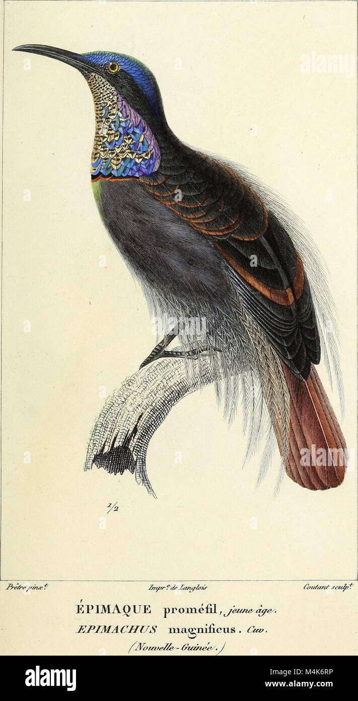 Published in 1844, this zoological atlas features illustrations of new ...