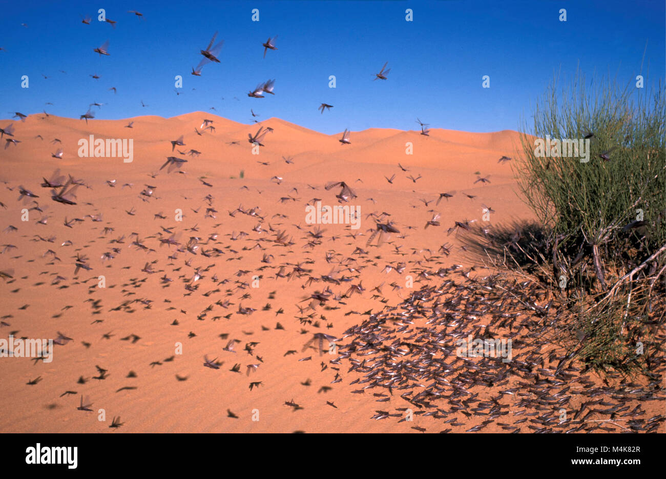 Algeria. Taghit or Tarit. Western Sand Sea. Grand Erg Occidental. Sahara desert. Grasshoppers near bush. Stock Photo