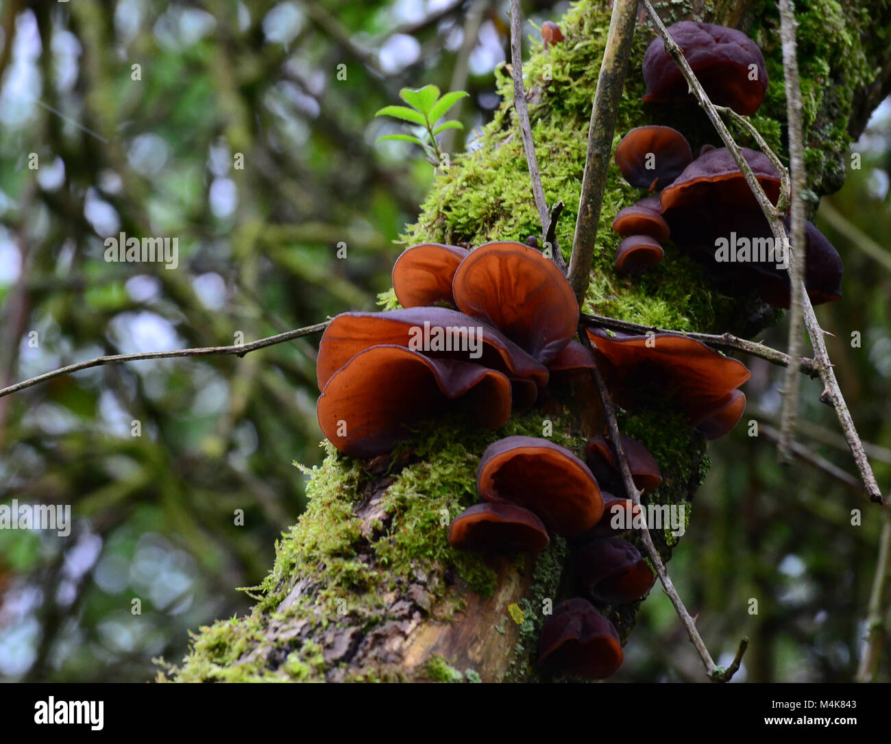 Jew's ear fungus / wood ear / jelly ear fungus on moss covered tree, uk Stock Photo