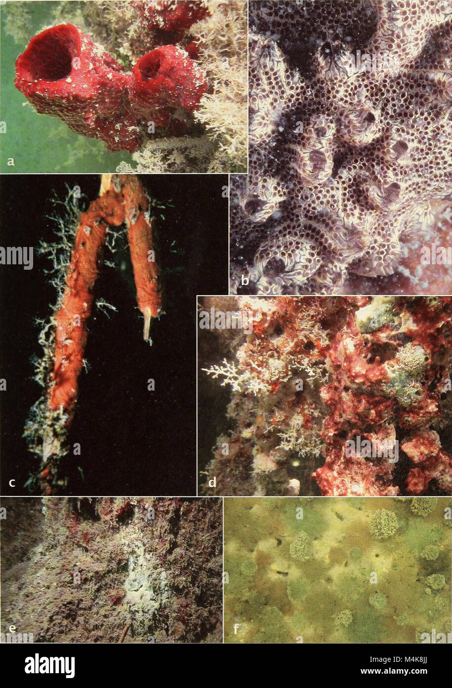 The 1951 Atoll Research Bulletin focuses on the ecological studies of ...