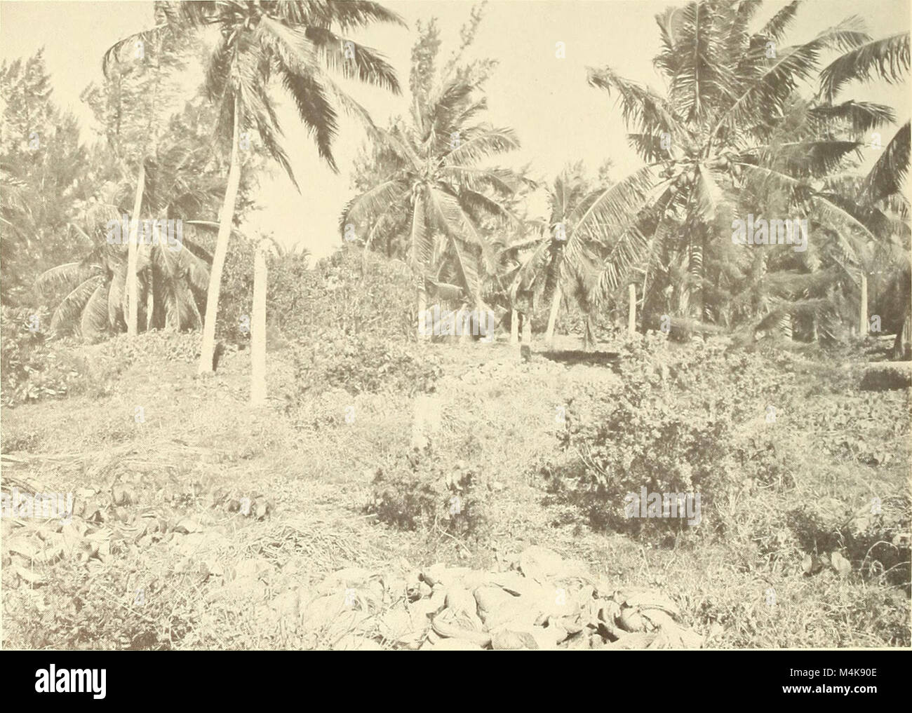 The 1969 *Atoll Research Bulletin* features studies on coral reefs ...