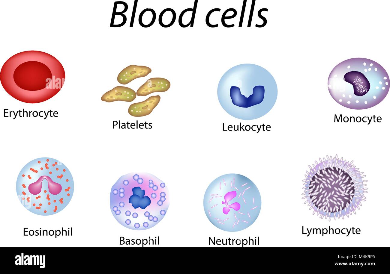 Blood cells. Set of colored cells. Red blood cells, platelets, leukocytes, lymphocytes, eosinophils, neutrophils, basophils monocytes Infographics Vec Stock Vector