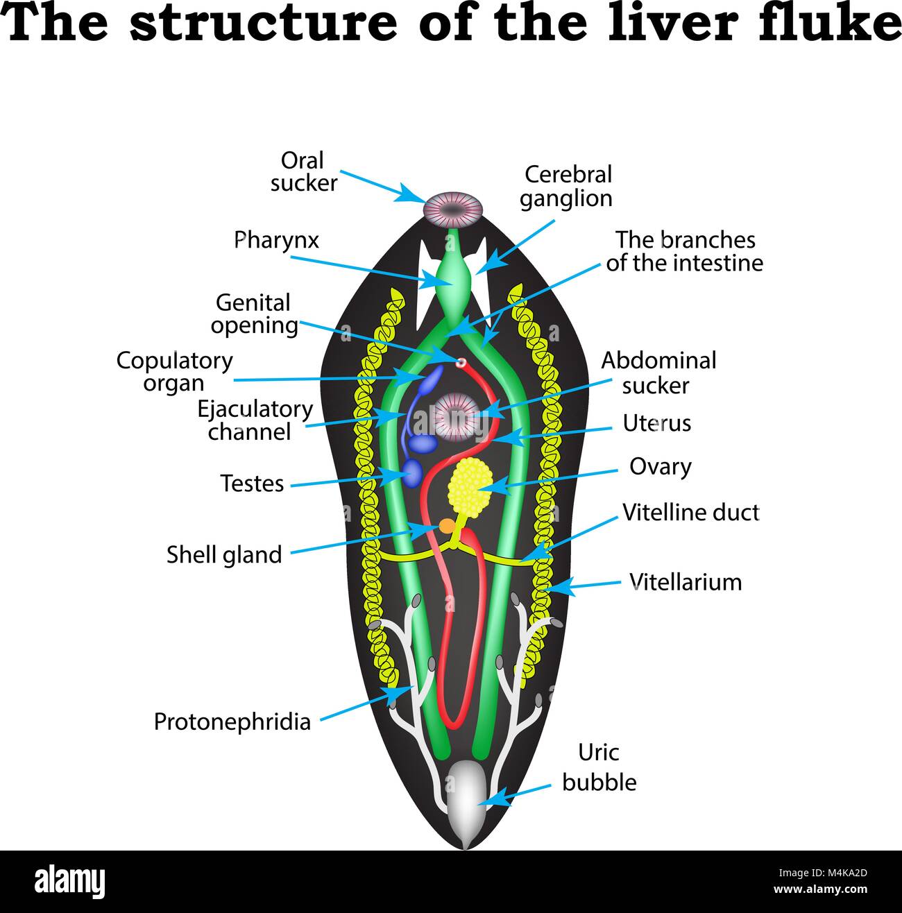 The structure of the liver fluke. Infographics. Vector illustration on isolated background. Stock Vector