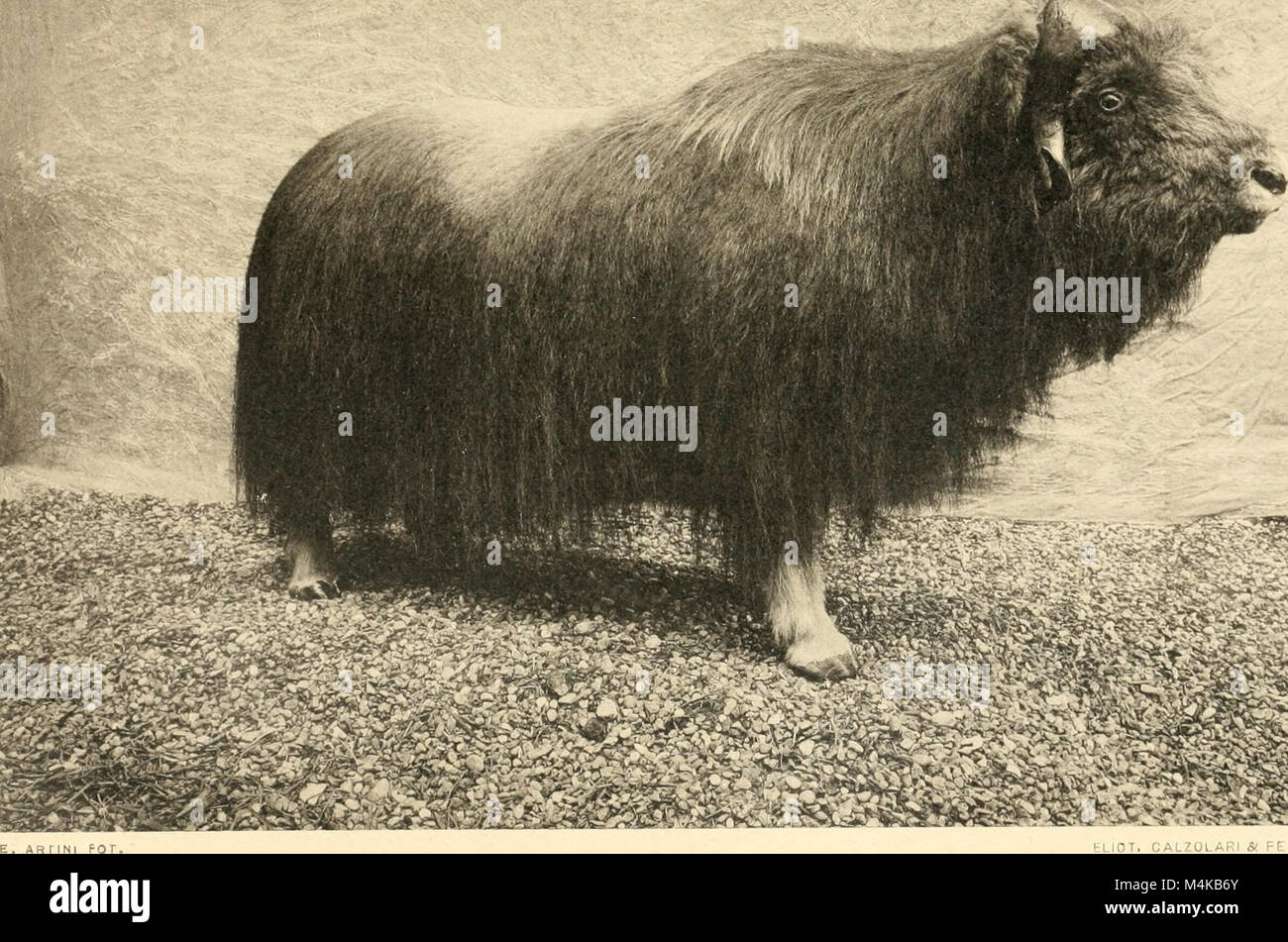 Museo della fauna hi-res stock photography and images - Alamy