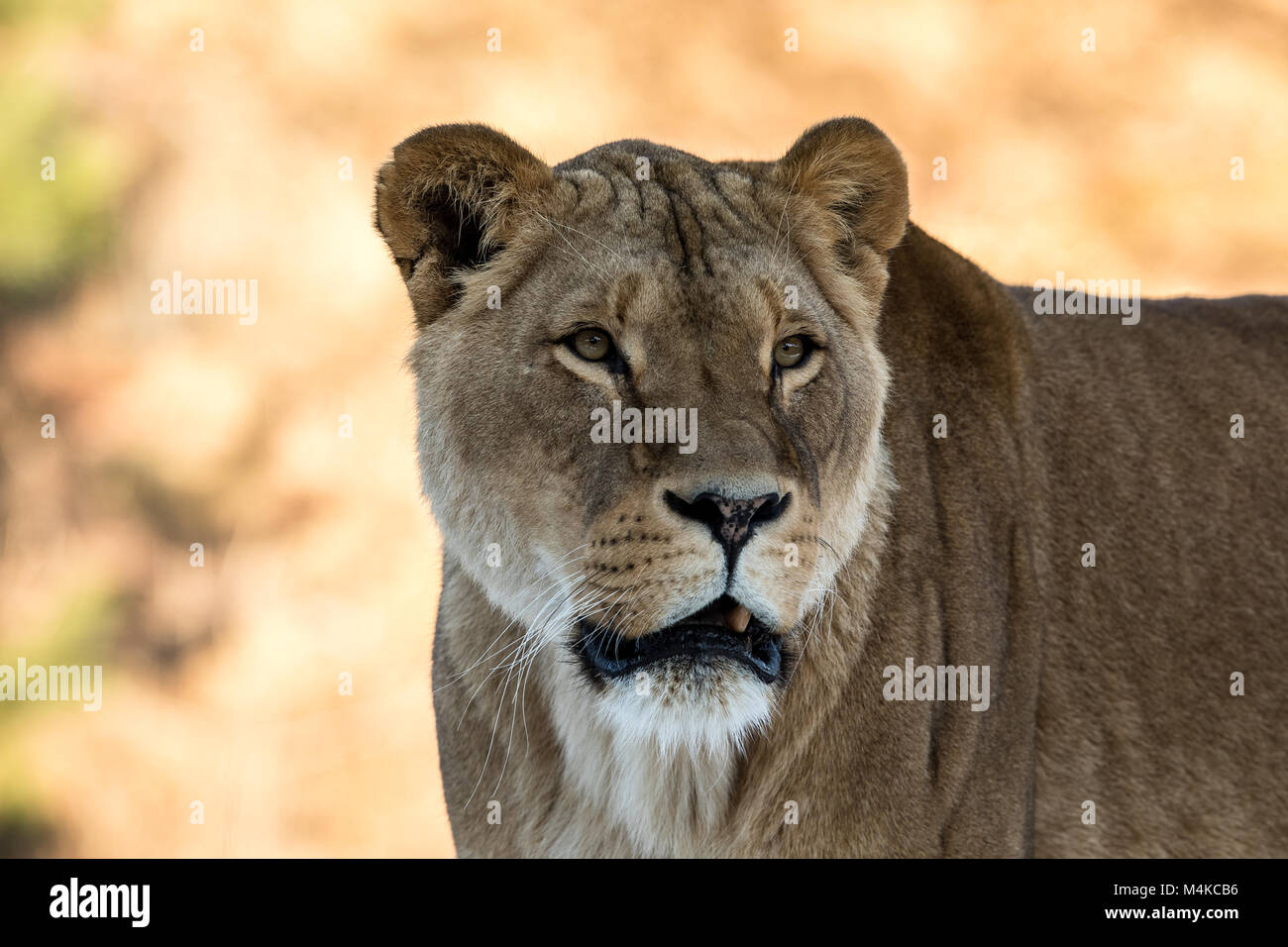 Right side profile lion head hi-res stock photography and images - Alamy