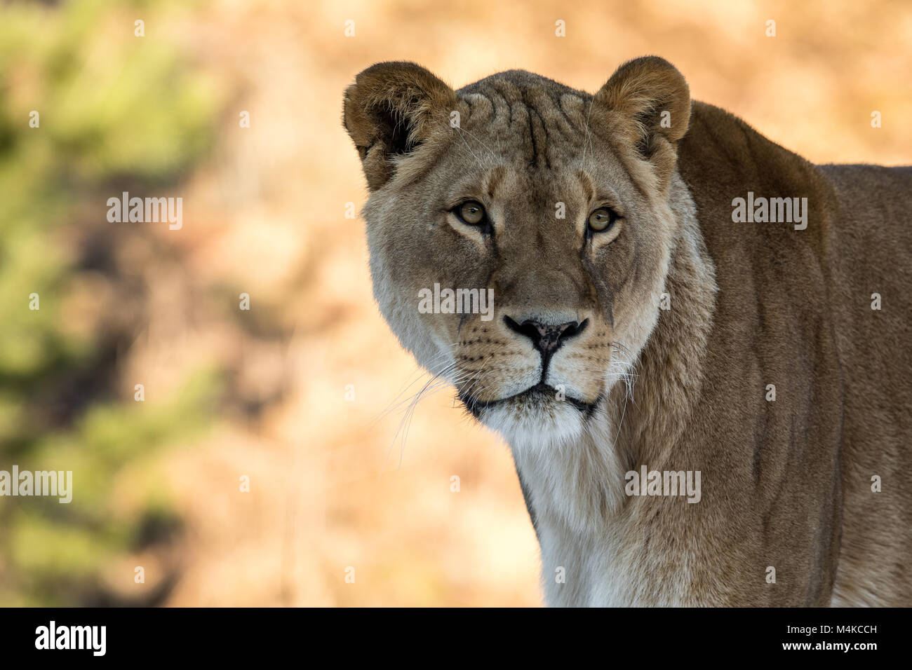 Right side profile lion head hi-res stock photography and images - Alamy