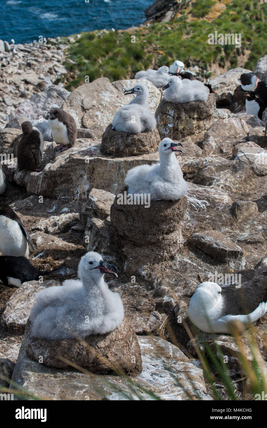 Falkland Islands, West Point Island. Rockhopper penguin (Wild: Eudyptes chrysocome) and black-browed albatross (Wild: Thalassarche melanophris) nest Stock Photo