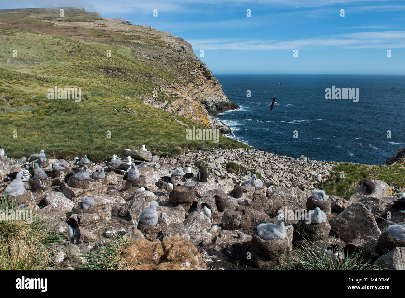 Falkland Islands, West Point Island. Rockhopper penguin (Wild: Eudyptes chrysocome) and black-browed albatross (Wild: Thalassarche melanophris) nests. Stock Photo