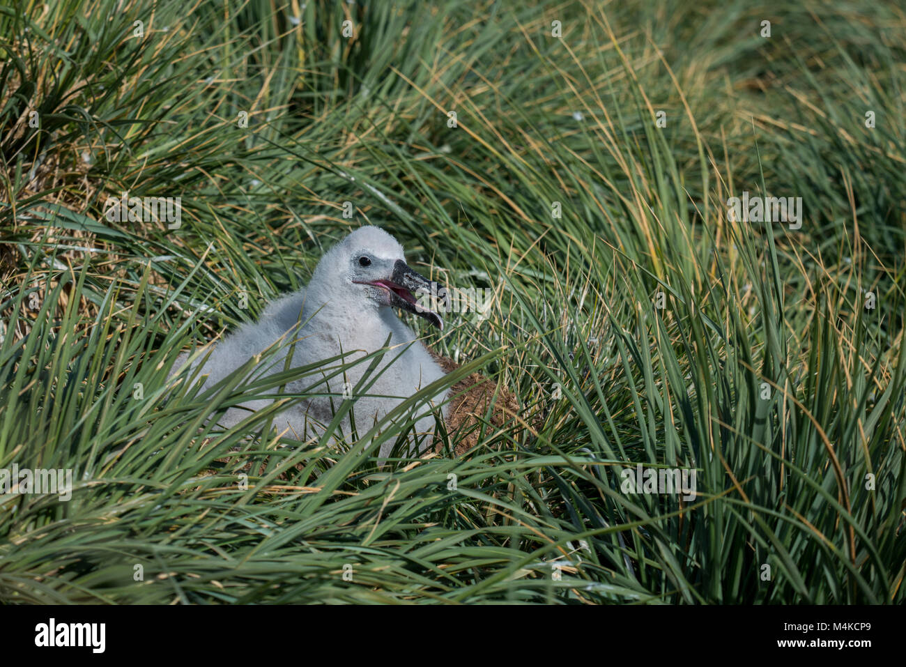 Falkland Islands, West Point Island. Black-browed albatross (Wild: Thalassarche melanophris) nesting colony. Albatross chick in tussock grass habitat. Stock Photo