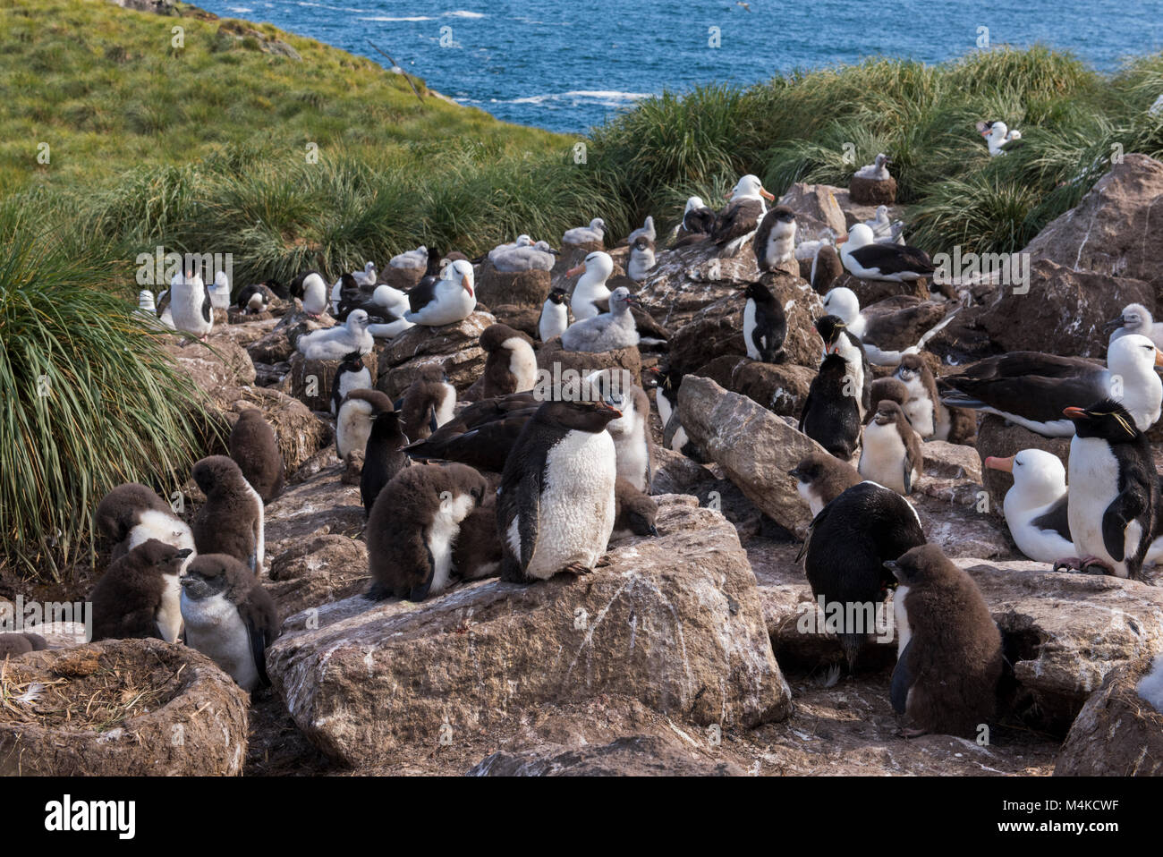 Falkland Islands, West Point Island. Rockhopper penguin (Wild: Eudyptes chrysocome) and black-browed albatross (Wild: Thalassarche melanophris) Stock Photo