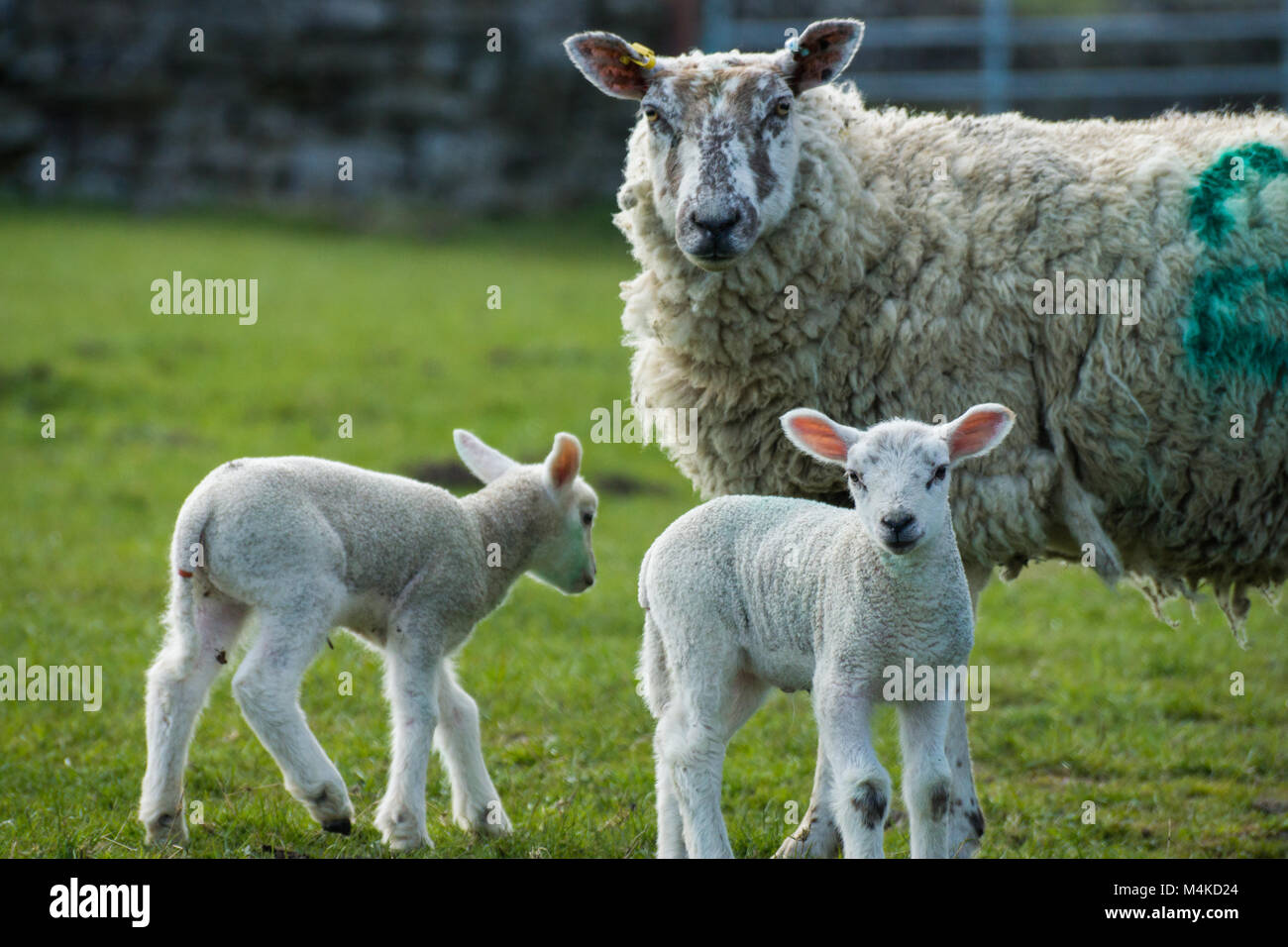 Lambs with mother Stock Photo Alamy Lambs with mother Stock Photo Alamy