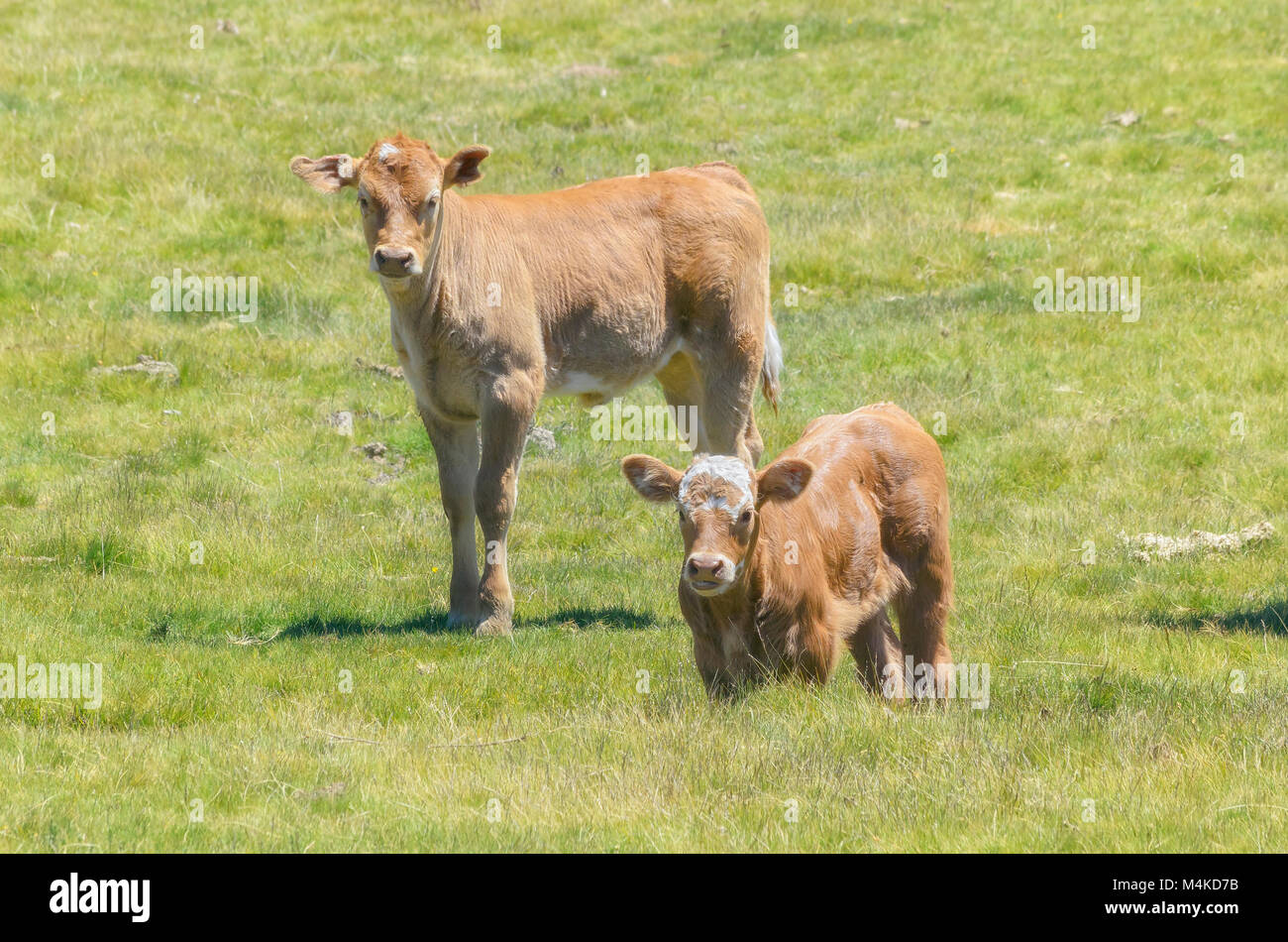 Two beautiful brown calves at the meadow. Sunny day of summer. Livestock breed at outdoor. Loving scene, of baby animals. Farm background. Stock Photo