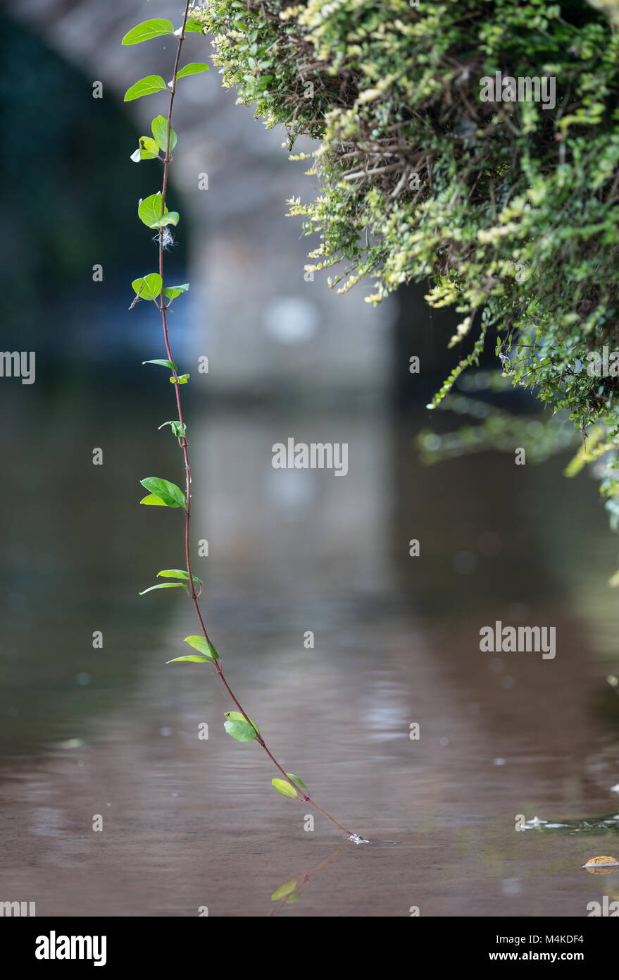 Trailing plant over water with moss and bridge out of focus in background Stock Photo