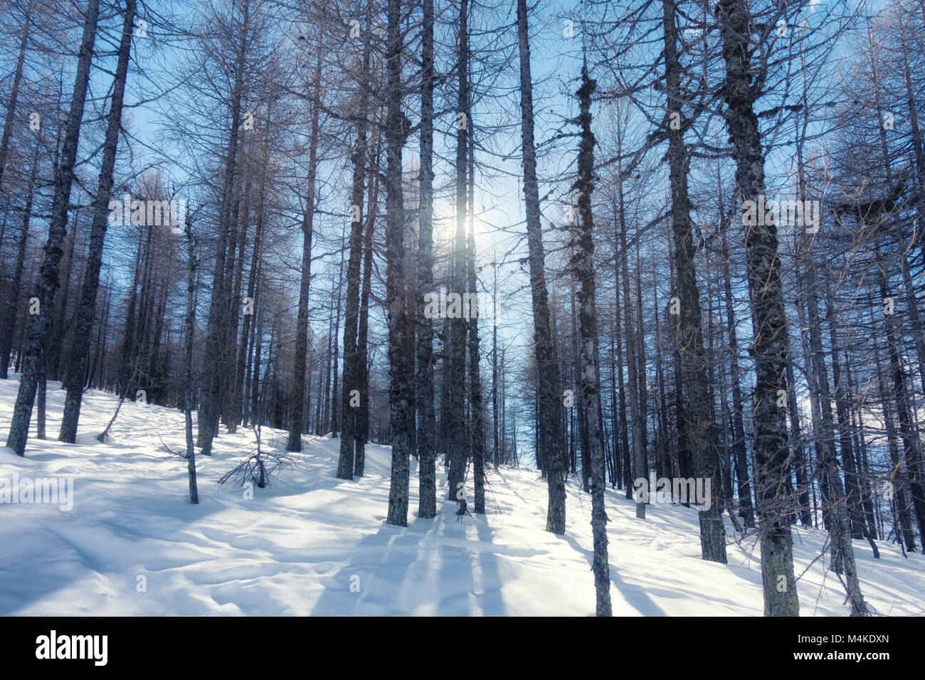 Snow forest mountain hi-res stock photography and images - Alamy