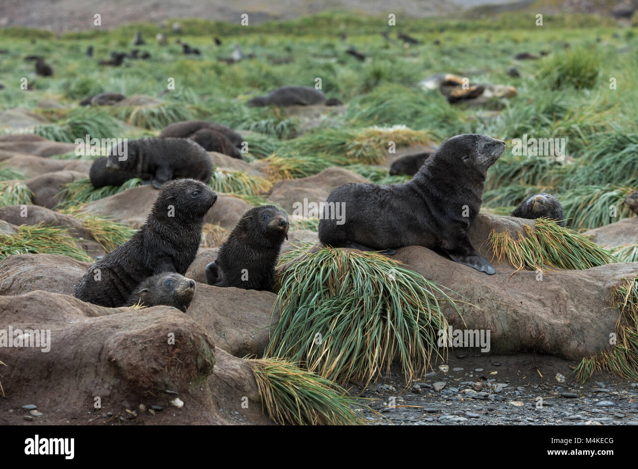 South Georgia, Salisbury Plain. Antarctic fur seal pups (Wild: Arctocephalus gazella) in tussock grass habitat. Stock Photo