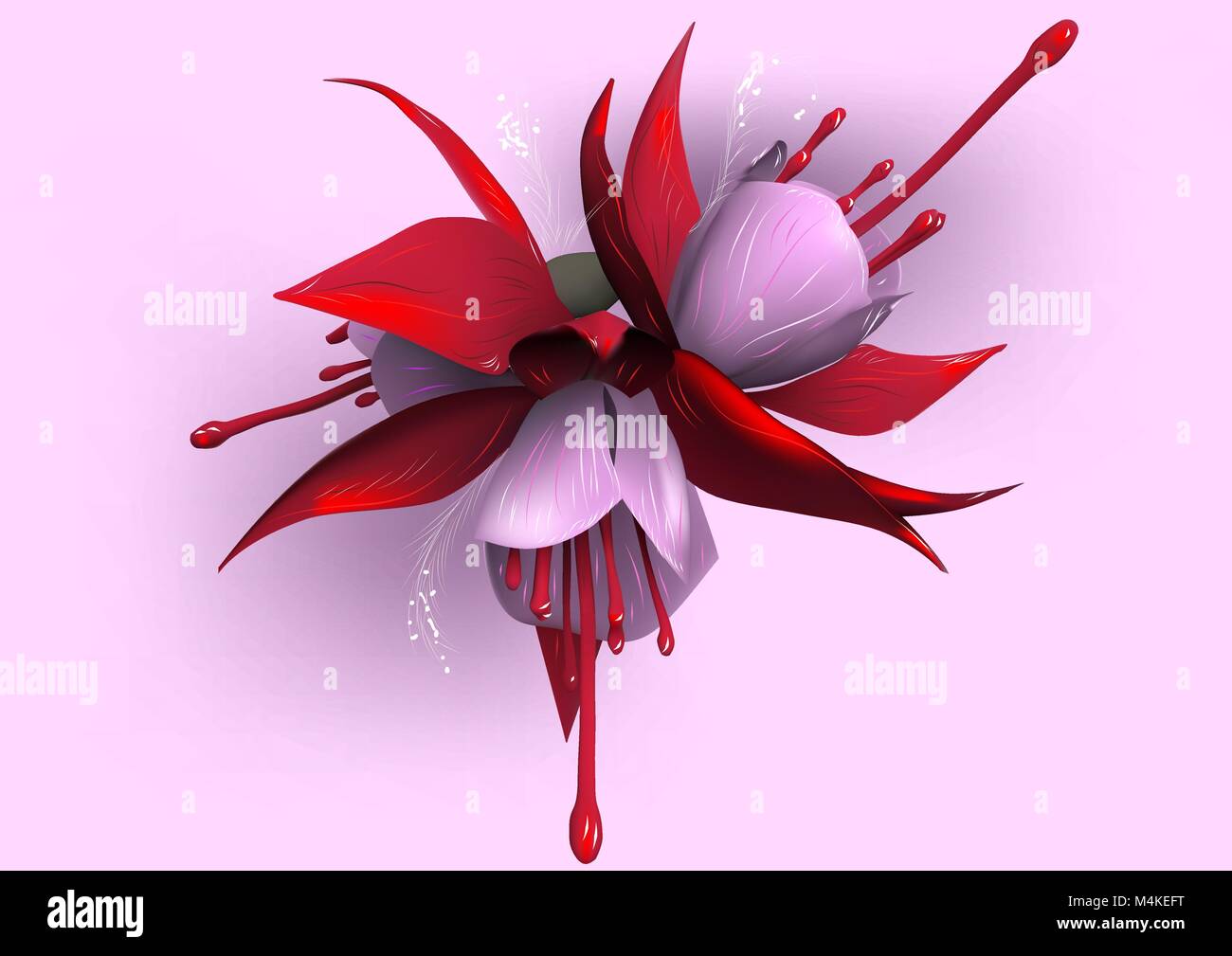 fuchsia on pink background. A group of pink and red fuchsia flowers