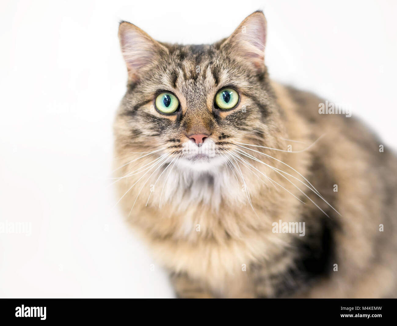 Domestic medium hair cat hi res stock photography and images Alamy