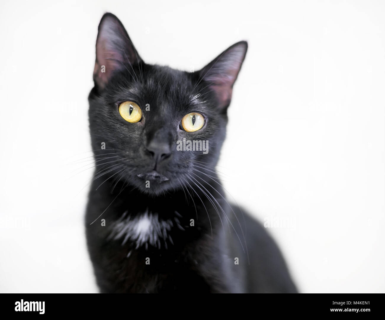 Black cat cheap with white chest