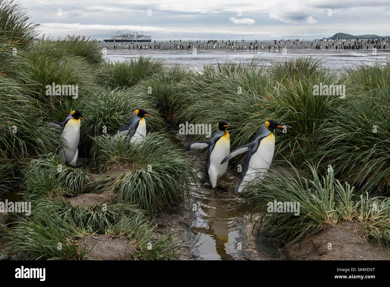 South Georgia, Salisbury Plain. King penguins in tussock grass habitat with Silversea expedition ship, Silver Explorer, in the distance. Stock Photo
