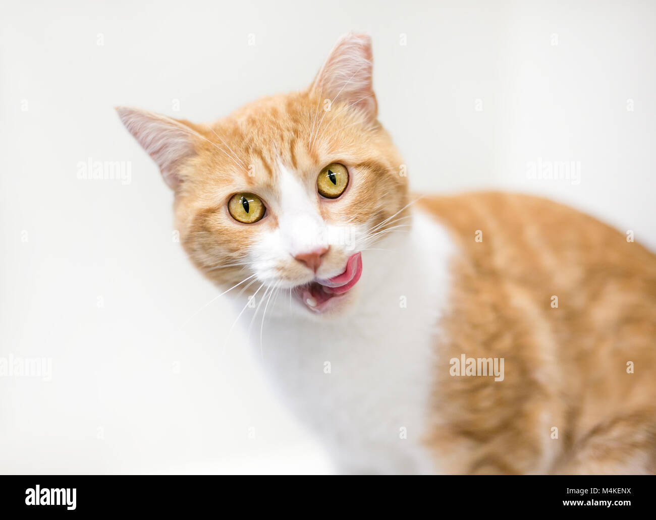 An Orange Tabby And White Domestic Shorthair Cat Licking Its Lips