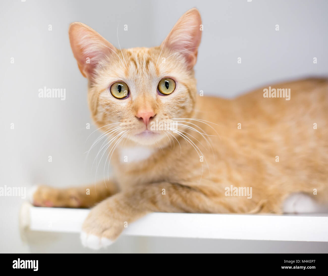 Dsh tabby store