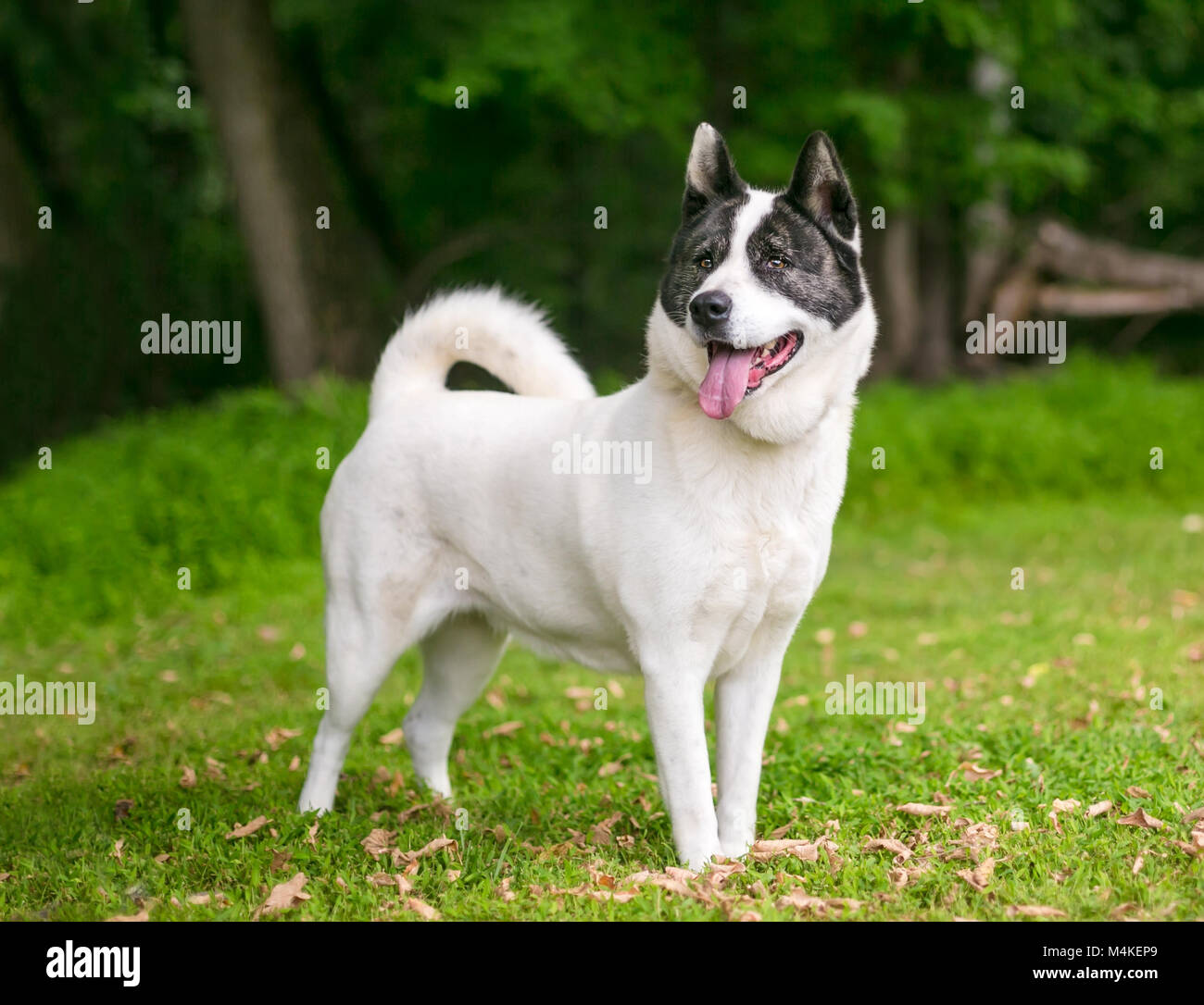 Portrait of an Akita dog outdoors Stock Photo