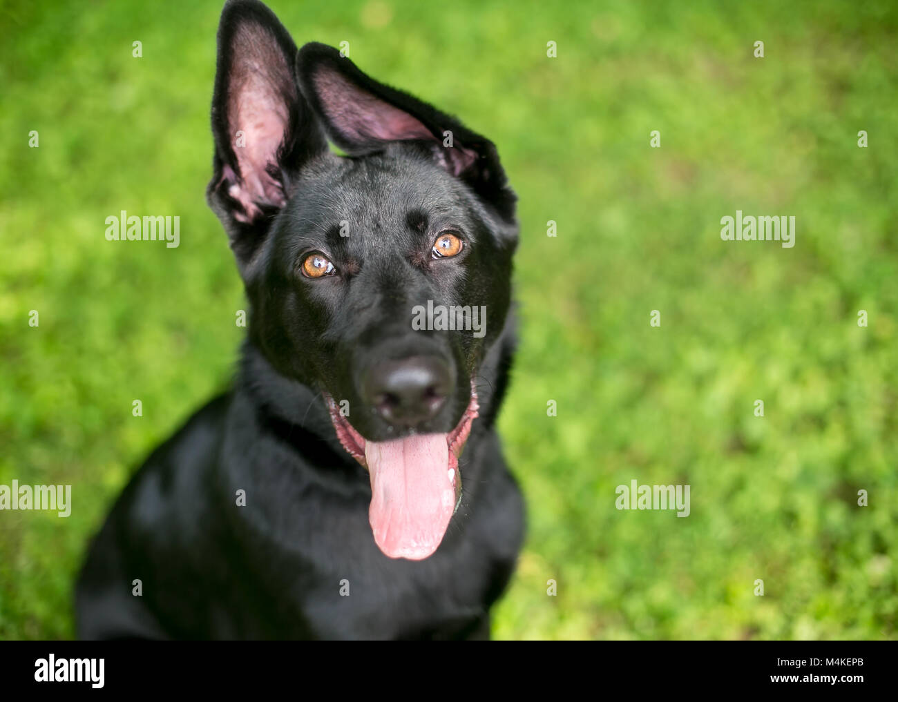 Portrait of a black German Shepherd puppy with floppy ears Stock Photo