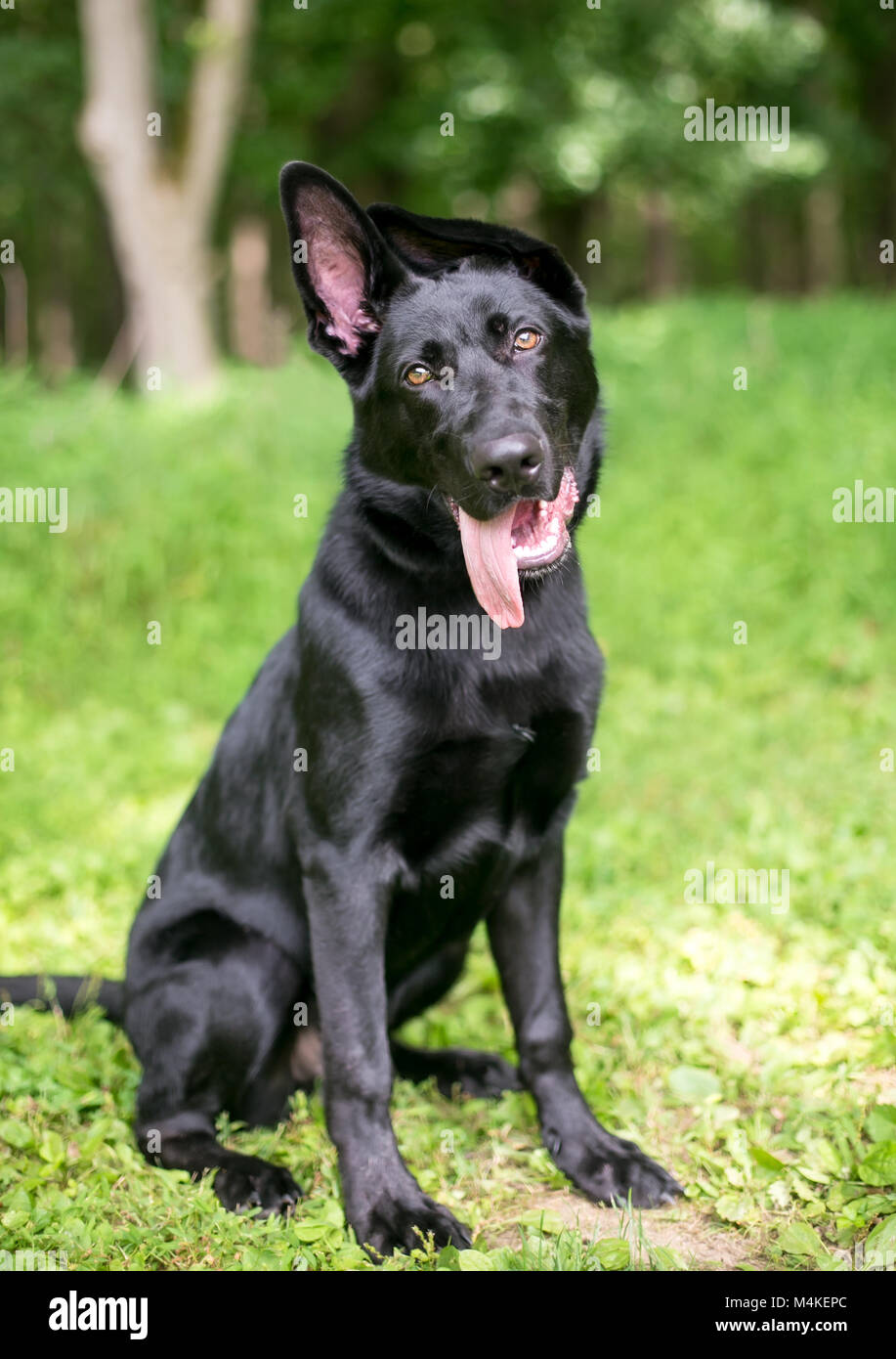 Portrait of a black German Shepherd puppy with floppy ears Stock