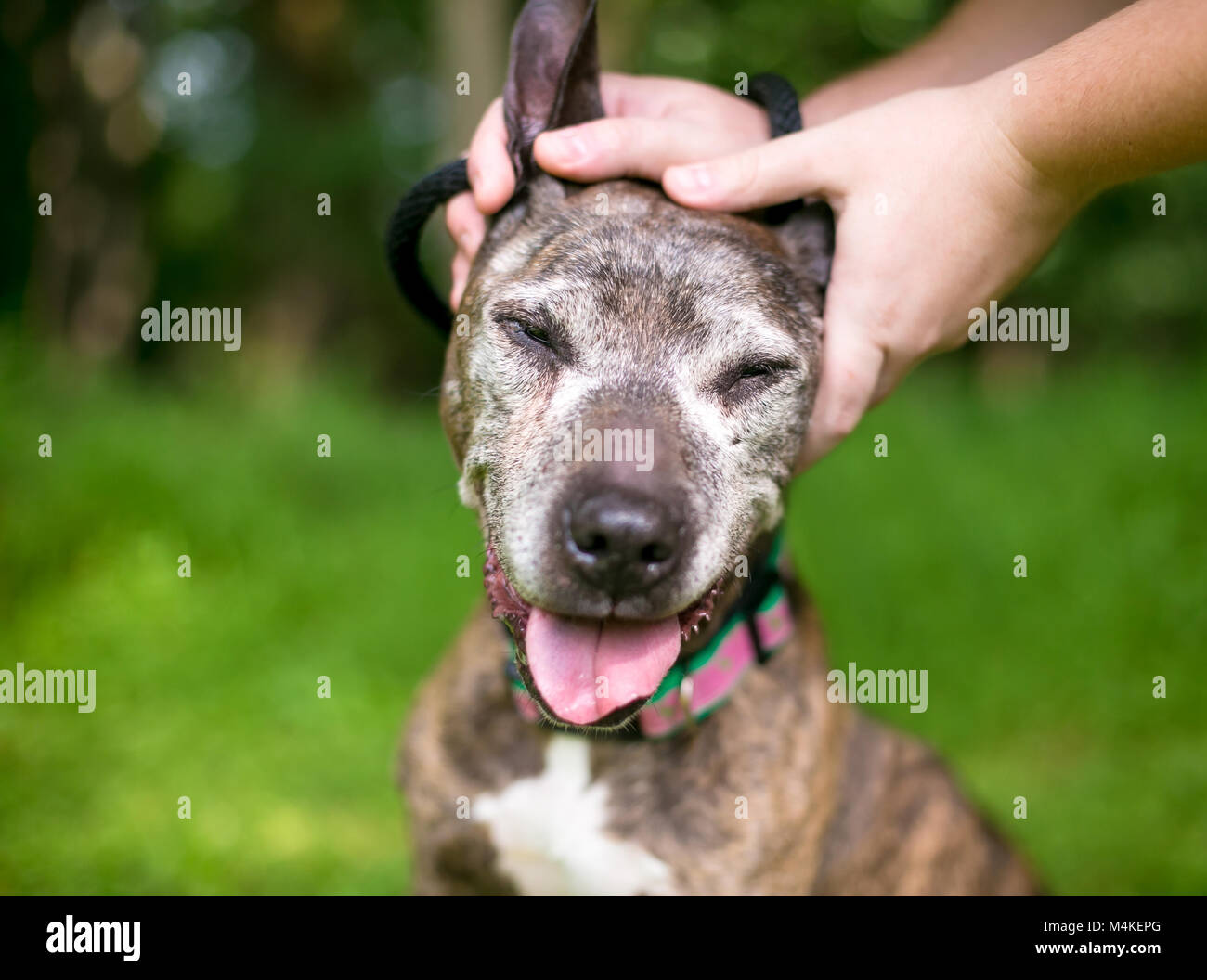 Person petting a mixed breed senior dog Stock Photo