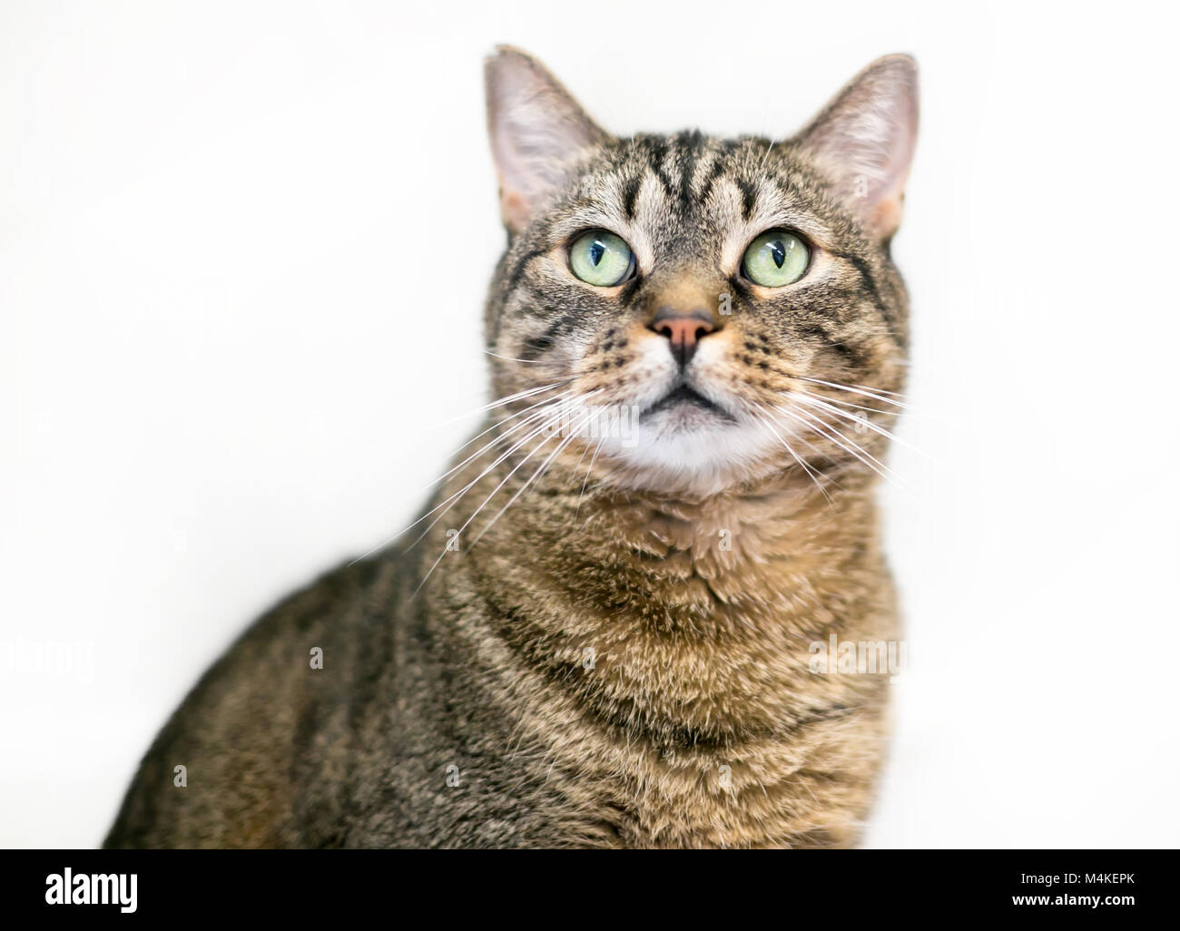 Portrait of a brown tabby domestic shorthair cat with a white background Stock Photo