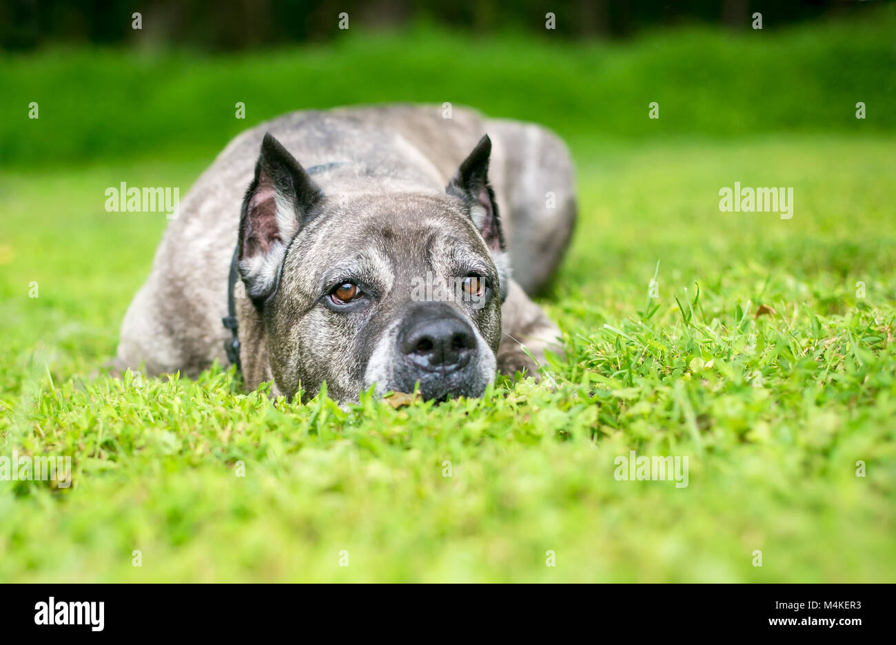 A Cane Corso dog lying in the grass Stock Photo