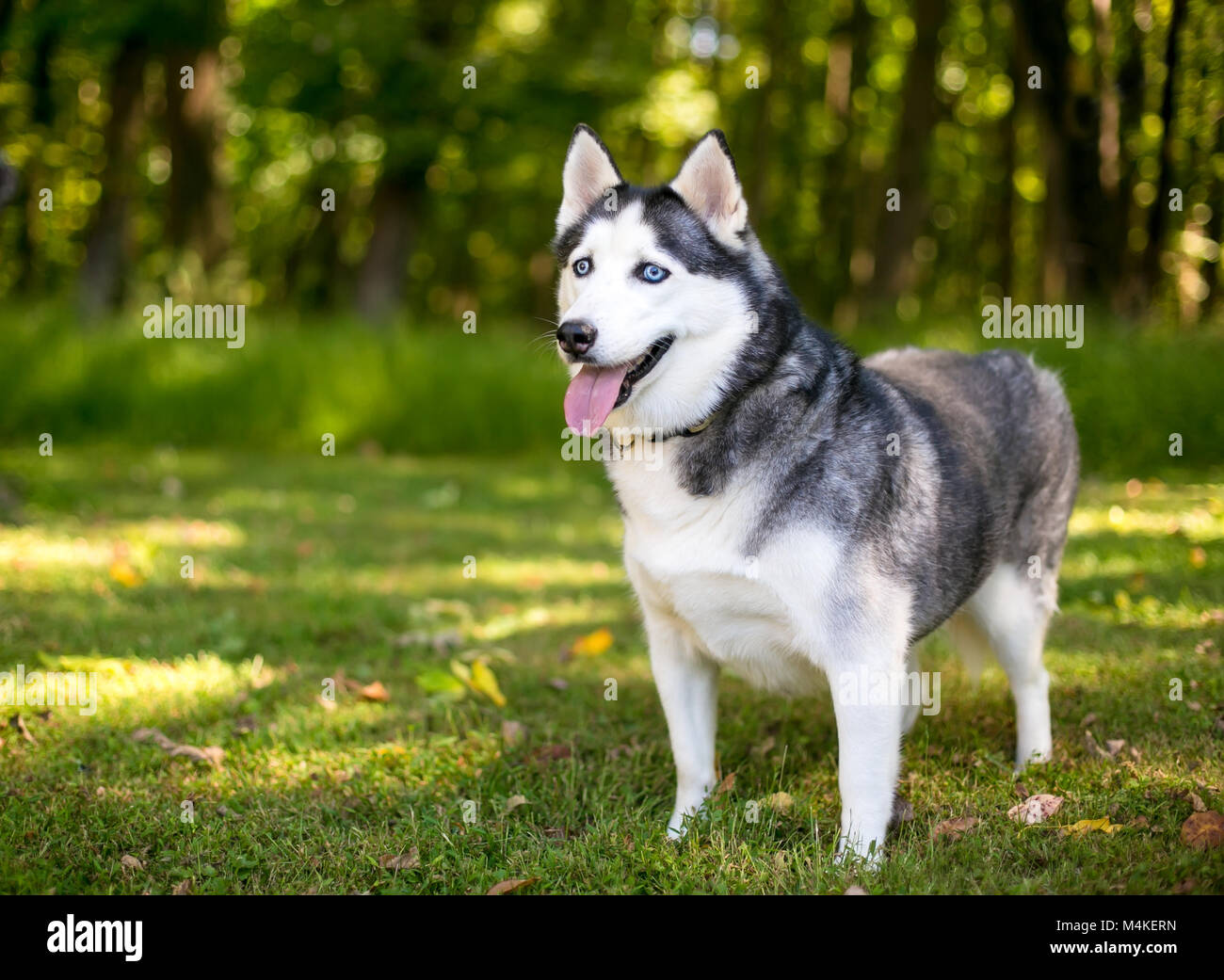 can a alaskan husky live in greenland