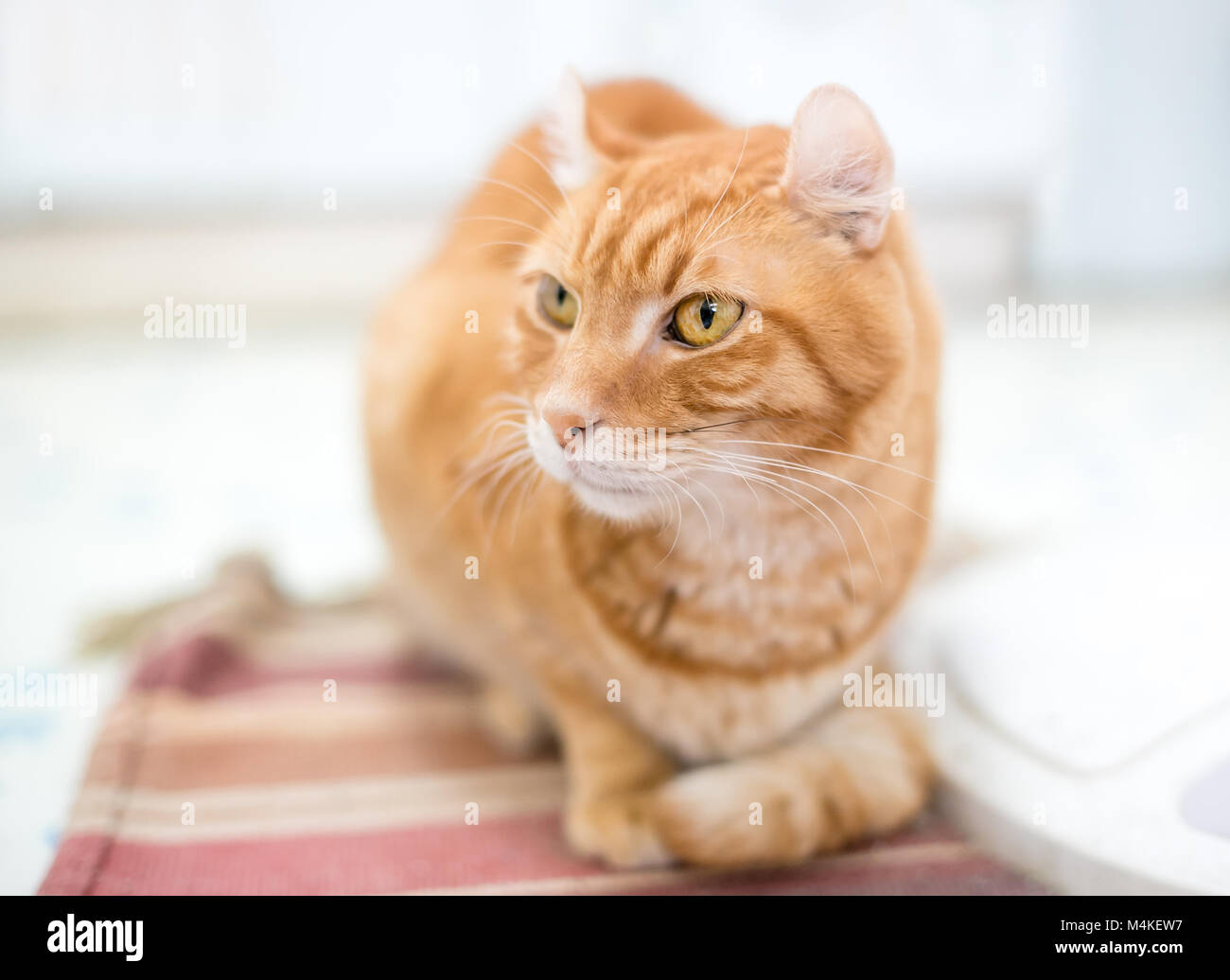 Orange Exotic Shorthair Cat Stock Photos Orange Exotic Shorthair