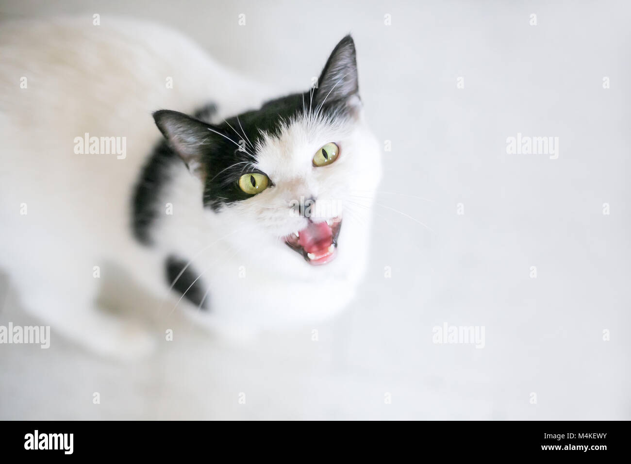 Meow hi-res stock photography and images - Alamy