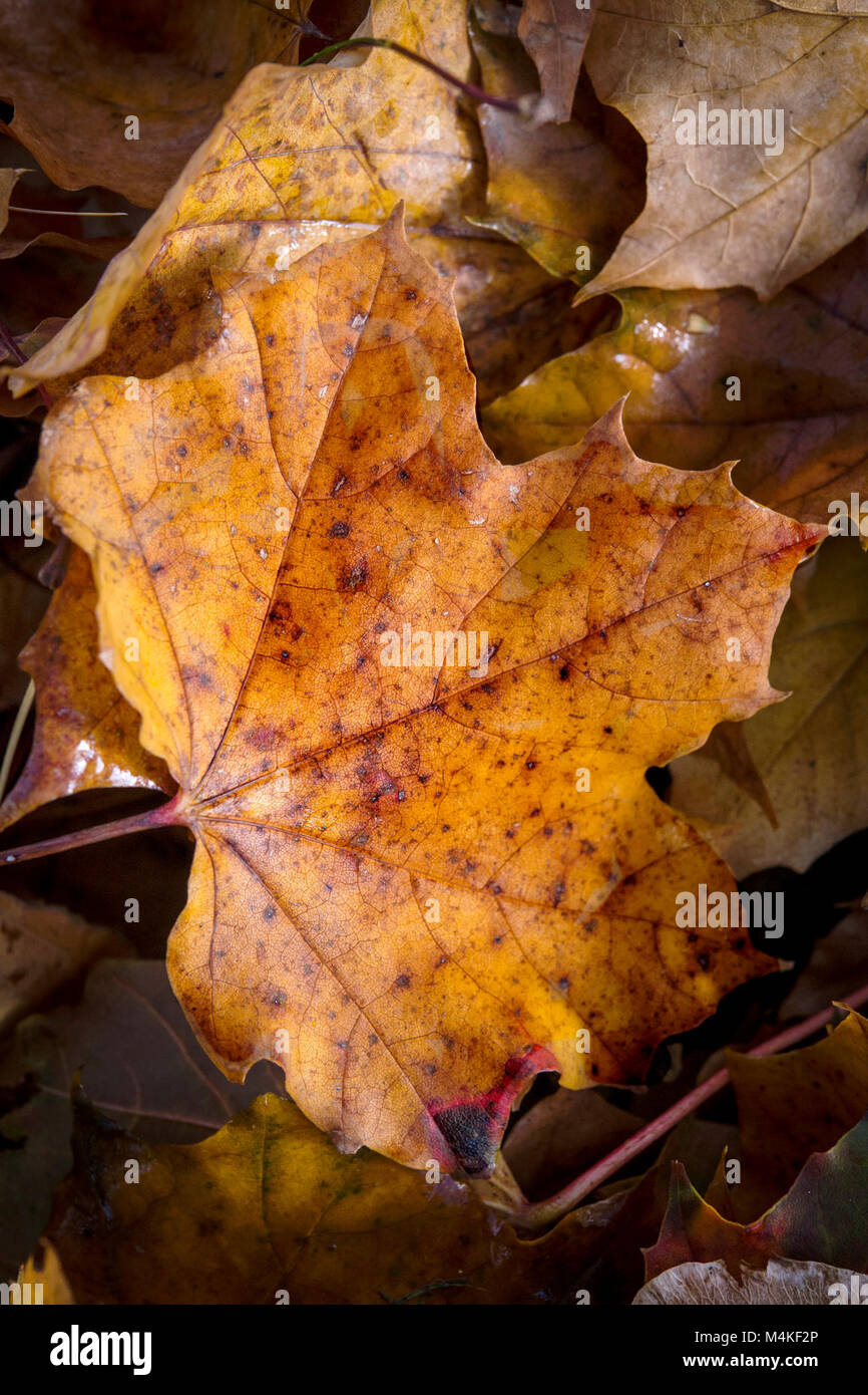 Autumn Leaves Darker Than Me Stock Photo Alamy