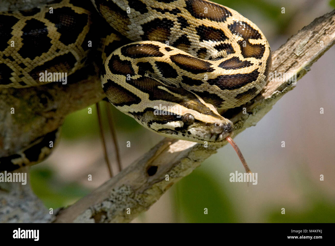 Burmese Python Florida High Resolution Stock Photography and Images - Alamy